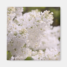 Photo assez blanche de lilas aimant pour réfrigérateur