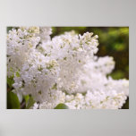 Photo assez blanche de lilas posters