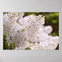 Photo assez blanche de lilas posters