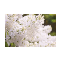 Photo assez blanche de lilas toiles tendues