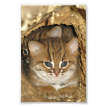 Photo - chat repéré rouillé 2