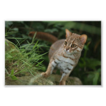 Photo - chat repéré rouillé