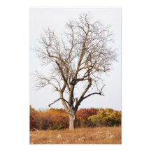 Photo d'arbre d'automne