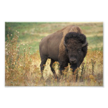 Photo de bison