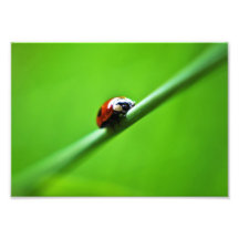 Photo de coccinelle