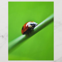 Photo de coccinelle tract