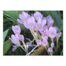 Photo de crocus