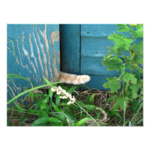 Photo de ~ de queue de chat