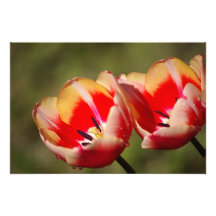 Photo de fleur de tulipe