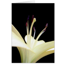 Photo de fleurs de lis de fleur de lis blanc carte