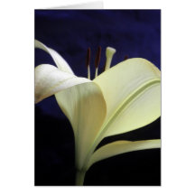 Photo de fleurs de lis de fleur de lis blanc carte de vœux