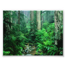 Photo de forêt tropicale