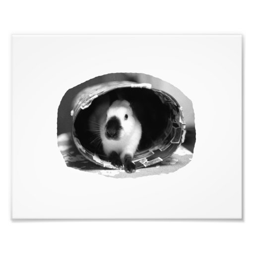 Photo de l'Himalaya de BW de lapin dans la boîte r