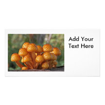 Photo de macro de champignons modèle pour photocarte