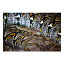 Photo de python