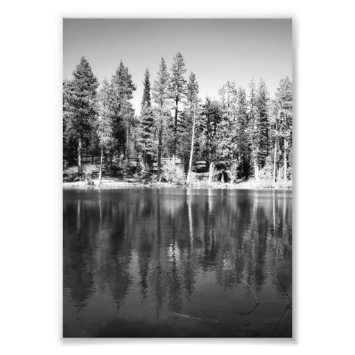Photo de réflexion de pins de Ponderosa