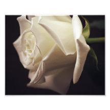 Photo de rose blanc