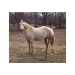 Photo de toile de cheval blanc toiles tendues sur châssis