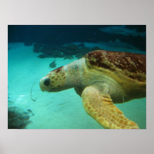 Photo de tortue de mer posters