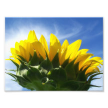 Photo de tournesol de jour ensoleillé