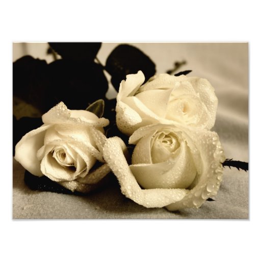 Photo de trois roses