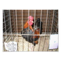 Photo de Tyson le coq