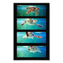Photo d'étude de tortue de mer d'imbécile