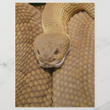 Photo effrayante de serpent à sonnettes prospectus en couleur