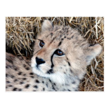 Photo mignonne de CUB de guépard Cartes Postales