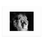 Photo noire et blanche de lion cartes postales