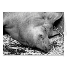 Photo noire et blanche de porc de sommeil - cartes