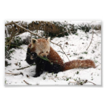 Photo - panda rouge 2
