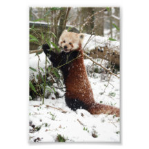 Photo - panda rouge