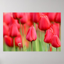 Photo rouge de tulipes posters