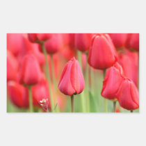 Photo rouge de tulipes autocollants