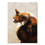 Photo tricolore de chat