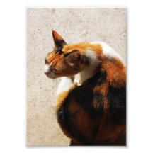 Photo tricolore de chat