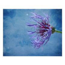 Photographie de bouton de célibataires par Michell