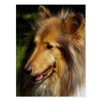 Photographie de chien de colley cartes postales