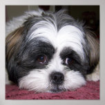 Photographie de chien de Shih Tzu Posters