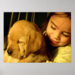 Photographie de chiot de golden retriever affiche
