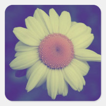 Photographie de cru de marguerite autocollants