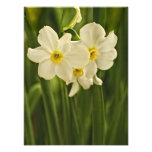 Photographie de fleur de narcisse de ressort (jonq