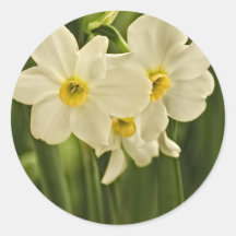 Photographie de fleur de narcisse de ressort (jonq autocollants ronds