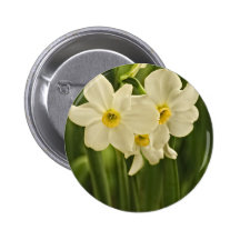 Photographie de fleur de narcisse de ressort (jonq pin's