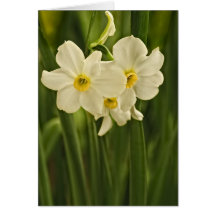 Photographie de fleur de narcisse de ressort (jonq cartes de vœux