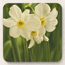 Photographie de fleur de narcisse de ressort (jonq dessous-de-verre