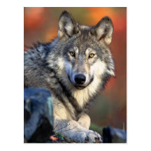 Photographie de loup carte postale