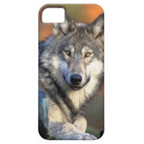 Photographie de loup coques case-mate