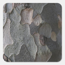 Photographie de macro d'écorce d'arbre autocollant carré